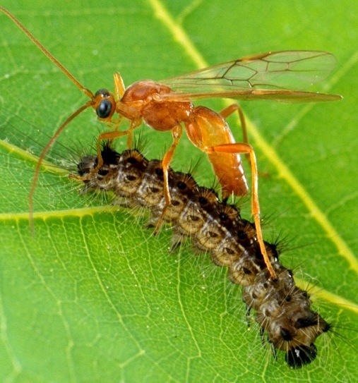 Braconid wasp and prey